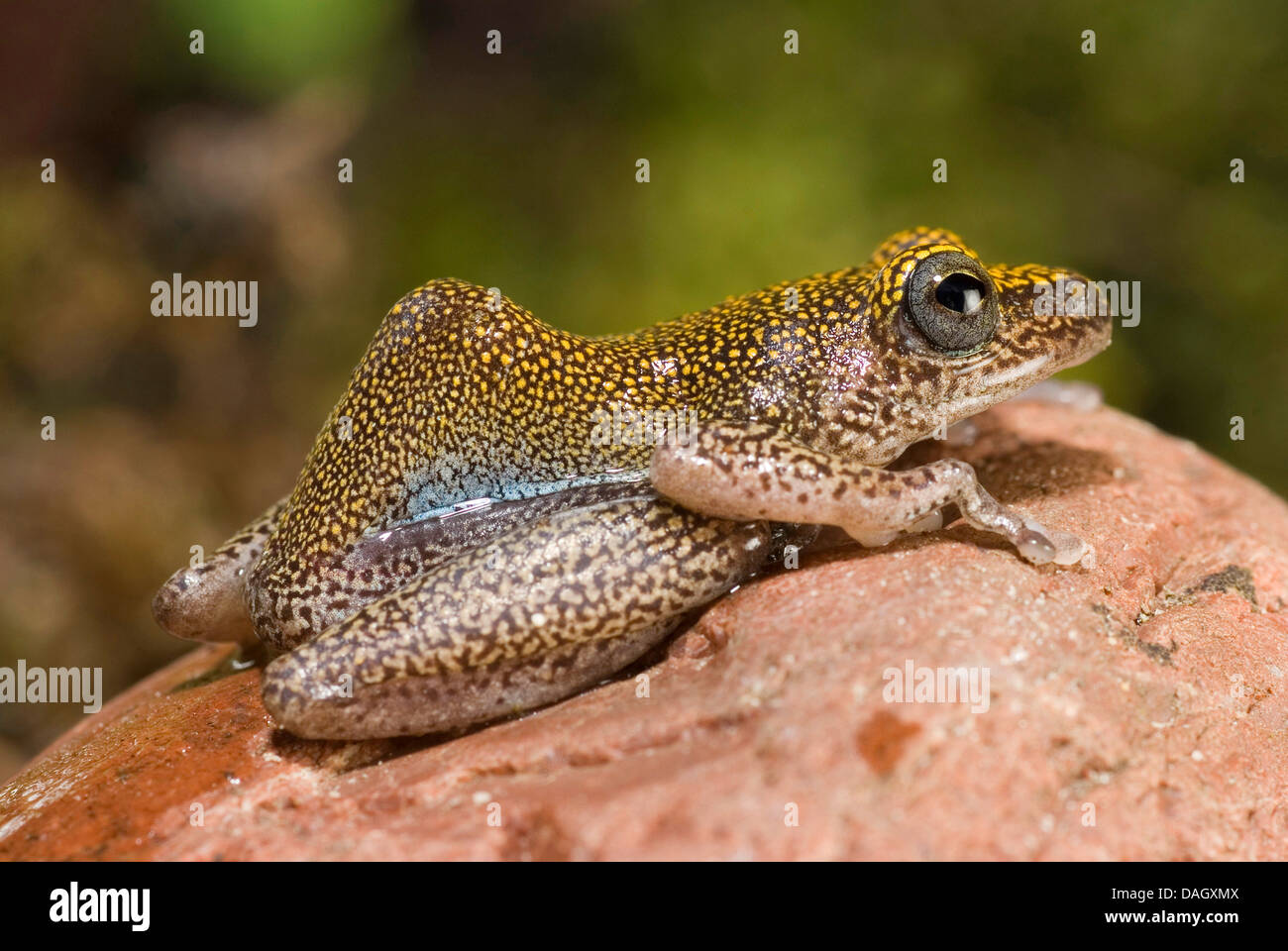 Rana Reed (Hyperolius spec.), Rana Reed dalla Nigeria Foto Stock