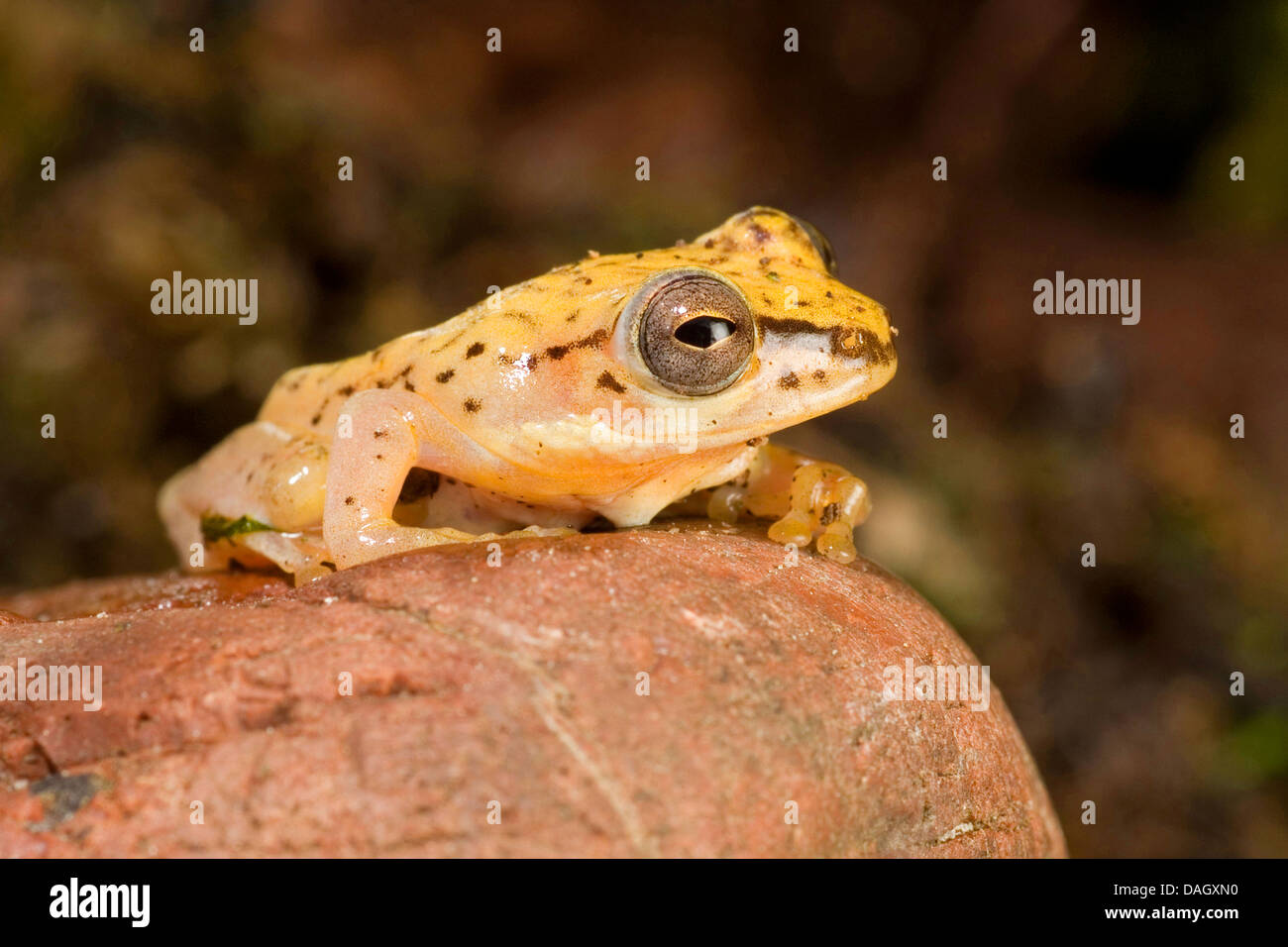 Rana Reed (Hyperolius spec.), Rana Reed dalla Nigeria Foto Stock