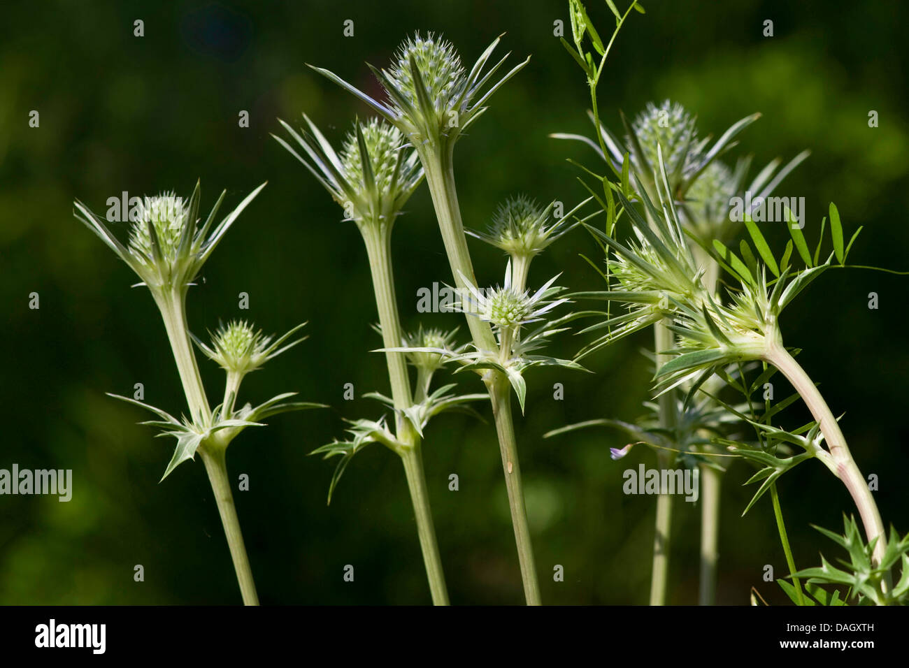 Mare Mediterraneo holly (Eryngium bourgatii), infiorescenze Foto Stock