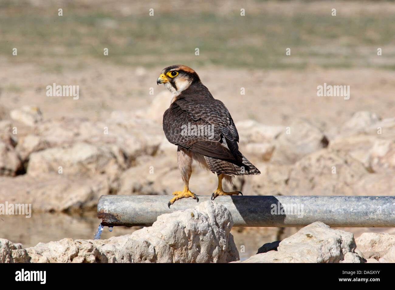 Falcon tube immagini e fotografie stock ad alta risoluzione - Alamy