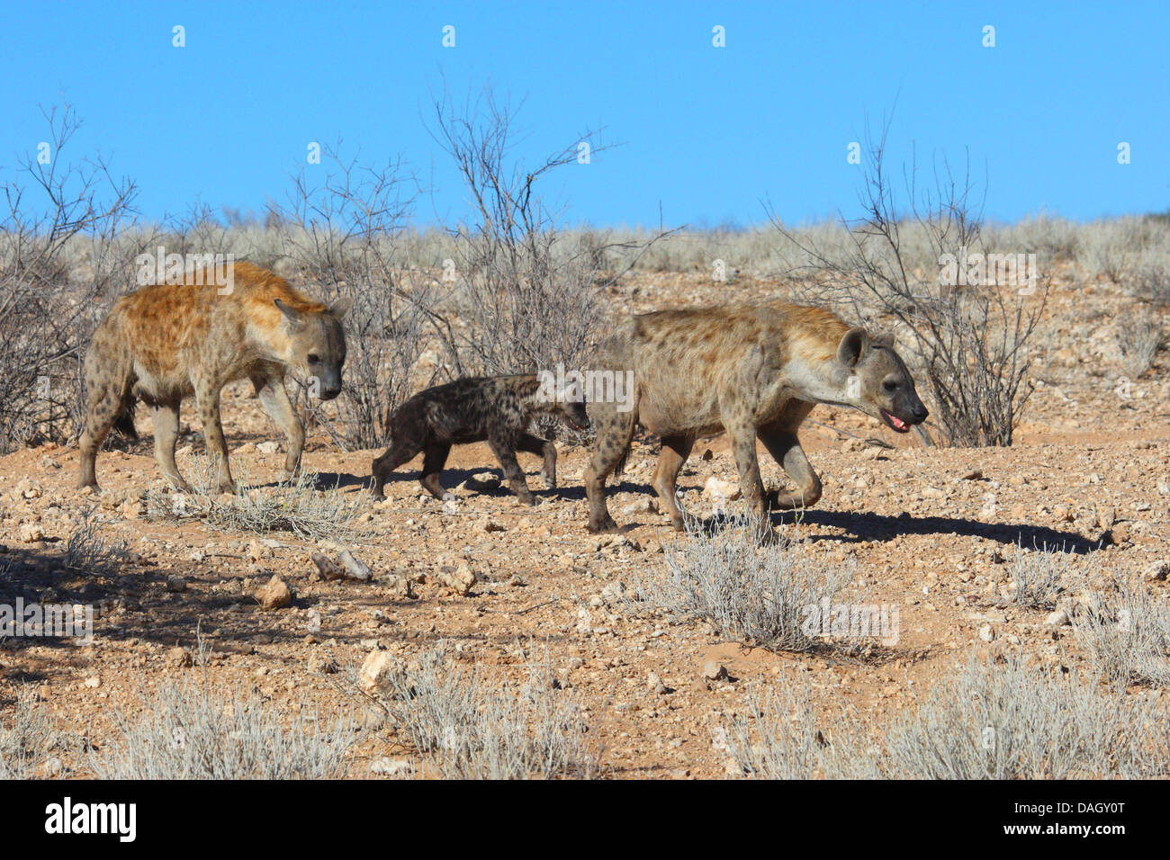 Spotted hyena (Crocuta crocuta), clan con i bambini a piedi attraverso la savana, Sud Africa, Kgalagadi transfrontaliera Parco Nazionale Foto Stock