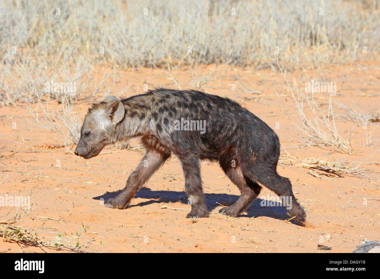 Spotted hyena (Crocuta crocuta), capretti a piedi attraverso la savana, Sud Africa, Kgalagadi transfrontaliera Parco Nazionale Foto Stock