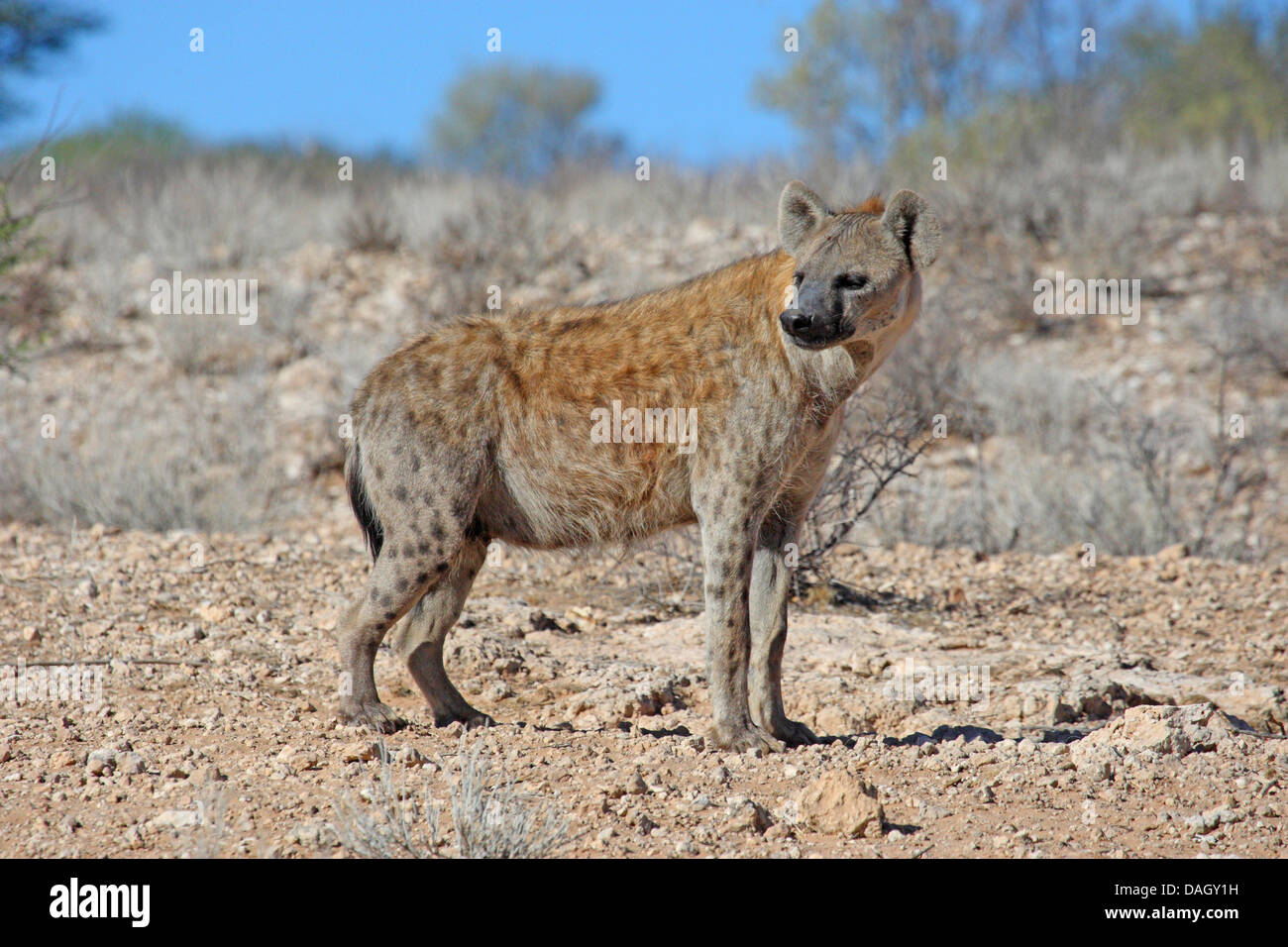 Spotted hyena (Crocuta crocuta), in piedi nella savana, Sud Africa, Kgalagadi transfrontaliera Parco Nazionale Foto Stock
