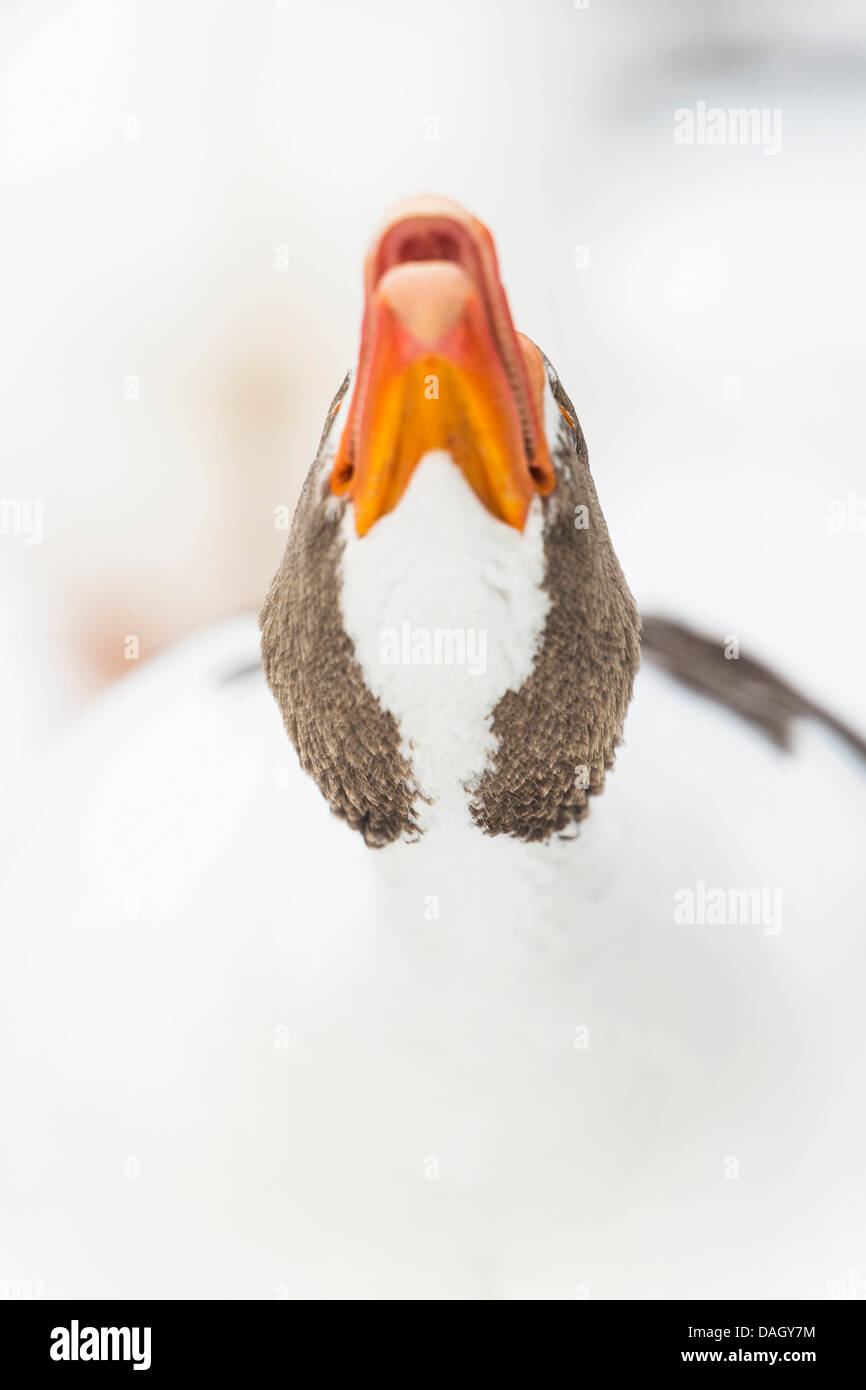 Oca di Pomerania, Ruegener Goose (Anser anser f. domestica), minacciando di oca in snow, in Germania, in Renania settentrionale-Vestfalia Foto Stock