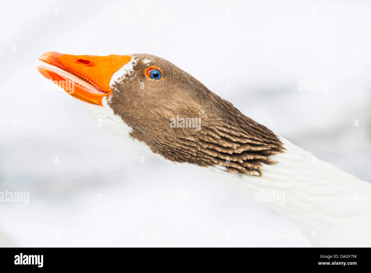 Oca di Pomerania, Ruegener Goose (Anser anser f. domestica), minacciando di oca in snow, in Germania, in Renania settentrionale-Vestfalia Foto Stock