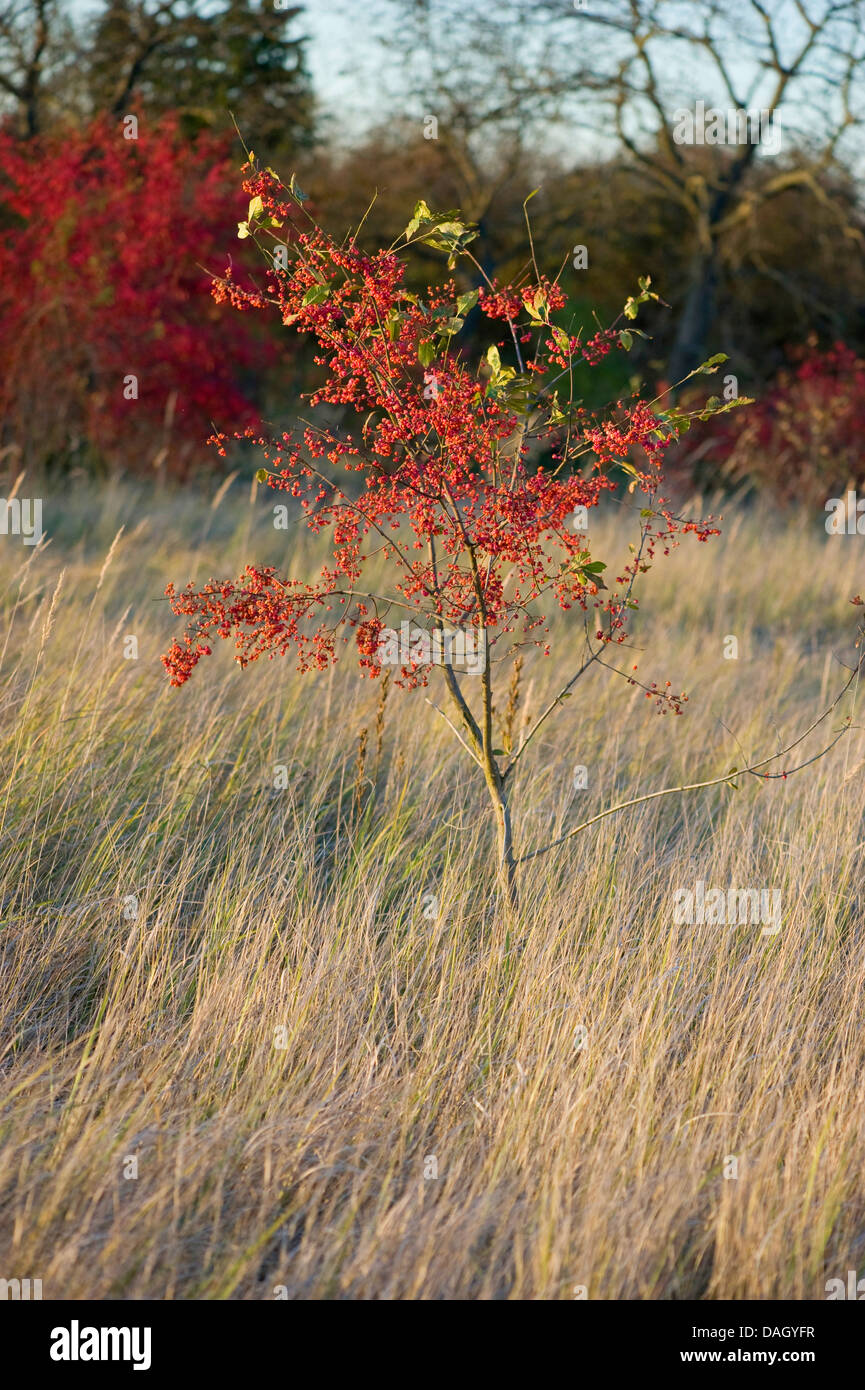 Mandrino europeo-tree (Euonymus europaea, Euonymus europaeus), giovane bush su un prato in autunno, Germania Foto Stock