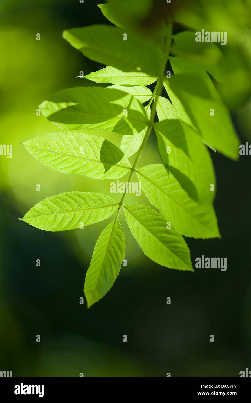 Cenere comune, Frassino Europeo (Fraxinus excelsior), foglia in controluce, Germania Foto Stock