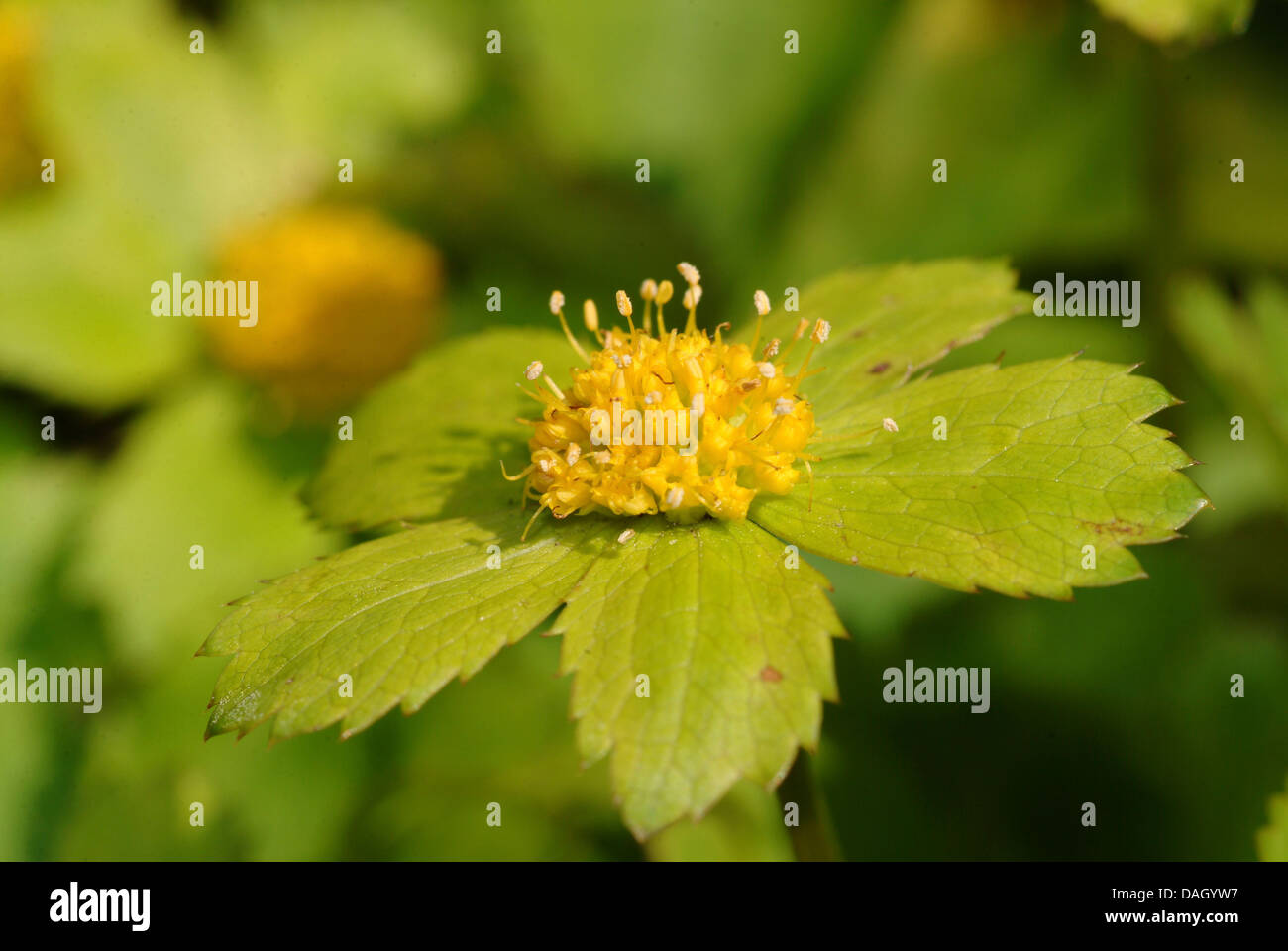 Nana (Masterwort Hacquetia bergonii), fioritura, Austria Foto Stock