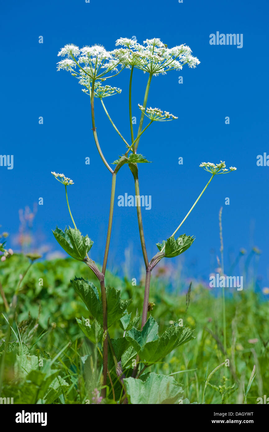 Hogweed alpino (Heracleum sphondylium ssp. alpinum), fioritura, Svizzera Foto Stock