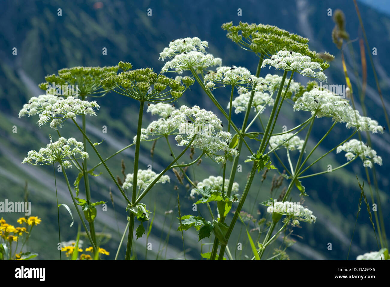 Mountain Cowparsnip (Heracleum sphondylium ssp. elegans), fioritura, Germania Foto Stock