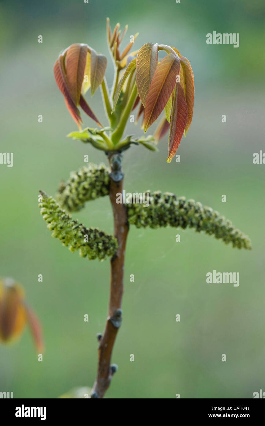 Noce (Juglans regia), leaf sparare e amenti maschili, Germania Foto Stock