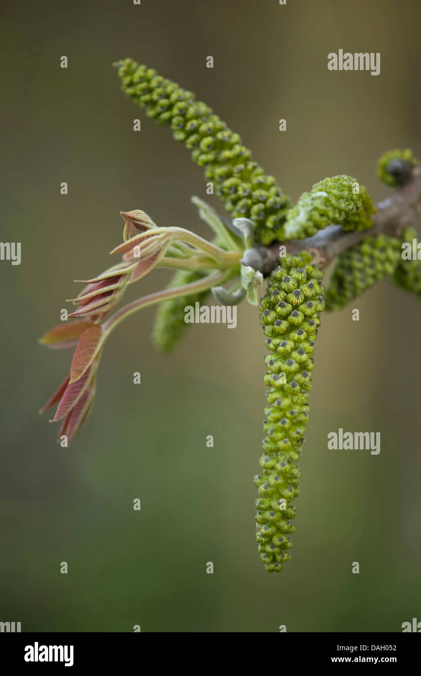 Noce (Juglans regia), leaf sparare e amenti maschili, Germania Foto Stock