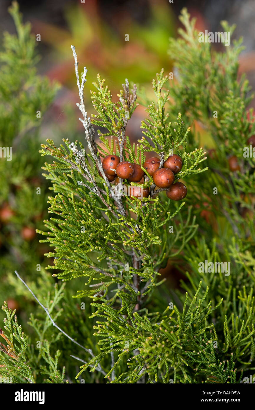 Ginepro fenicio (Juniperus phoenicea), il ramo con semi maturi Foto Stock
