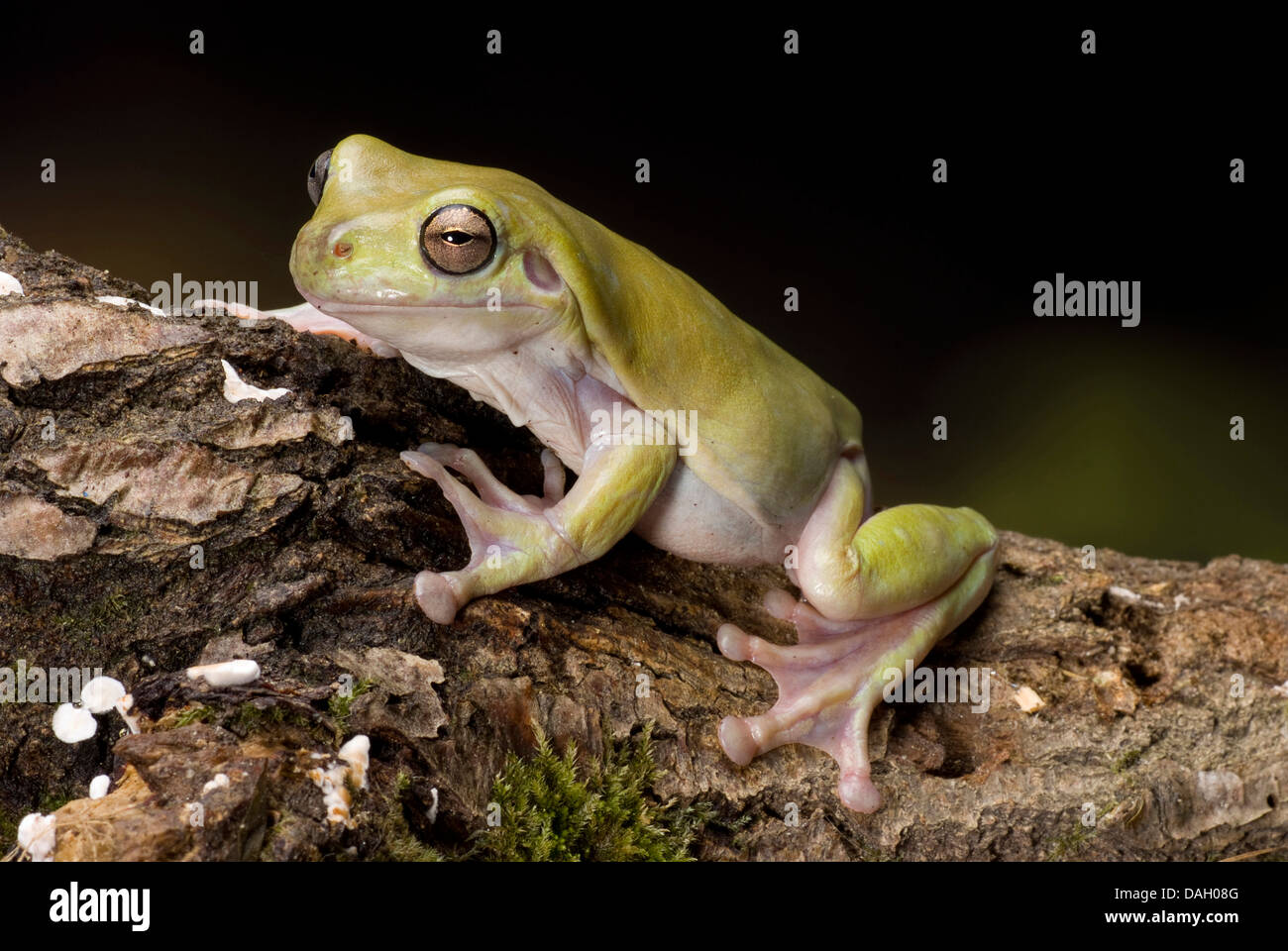 Ranocchio verde bianco Treefrog, Bianco Raganella (Litoria caerulea, Hyla caerulea, Pelodryas caerulea), su un ramo Foto Stock