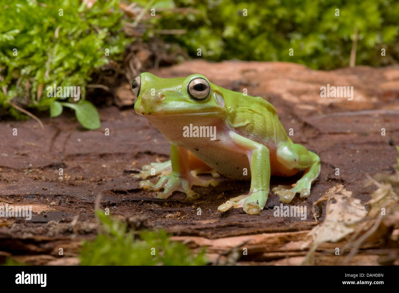 Ranocchio verde bianco Treefrog, Bianco Raganella (Litoria caerulea, Hyla caerulea, Pelodryas caerulea), su una pietra Foto Stock