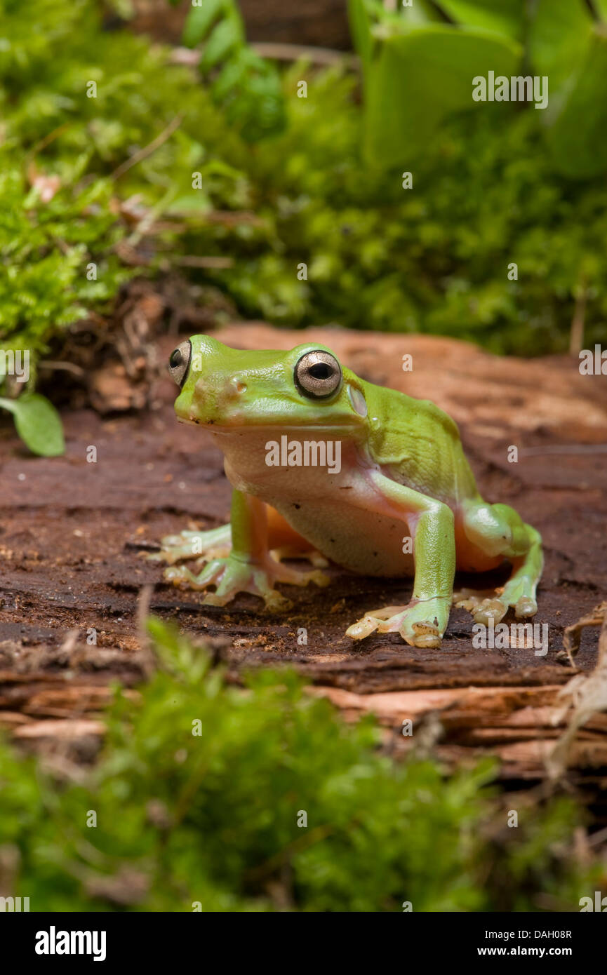Ranocchio verde bianco Treefrog, Bianco Raganella (Litoria caerulea, Hyla caerulea, Pelodryas caerulea), su una pietra Foto Stock