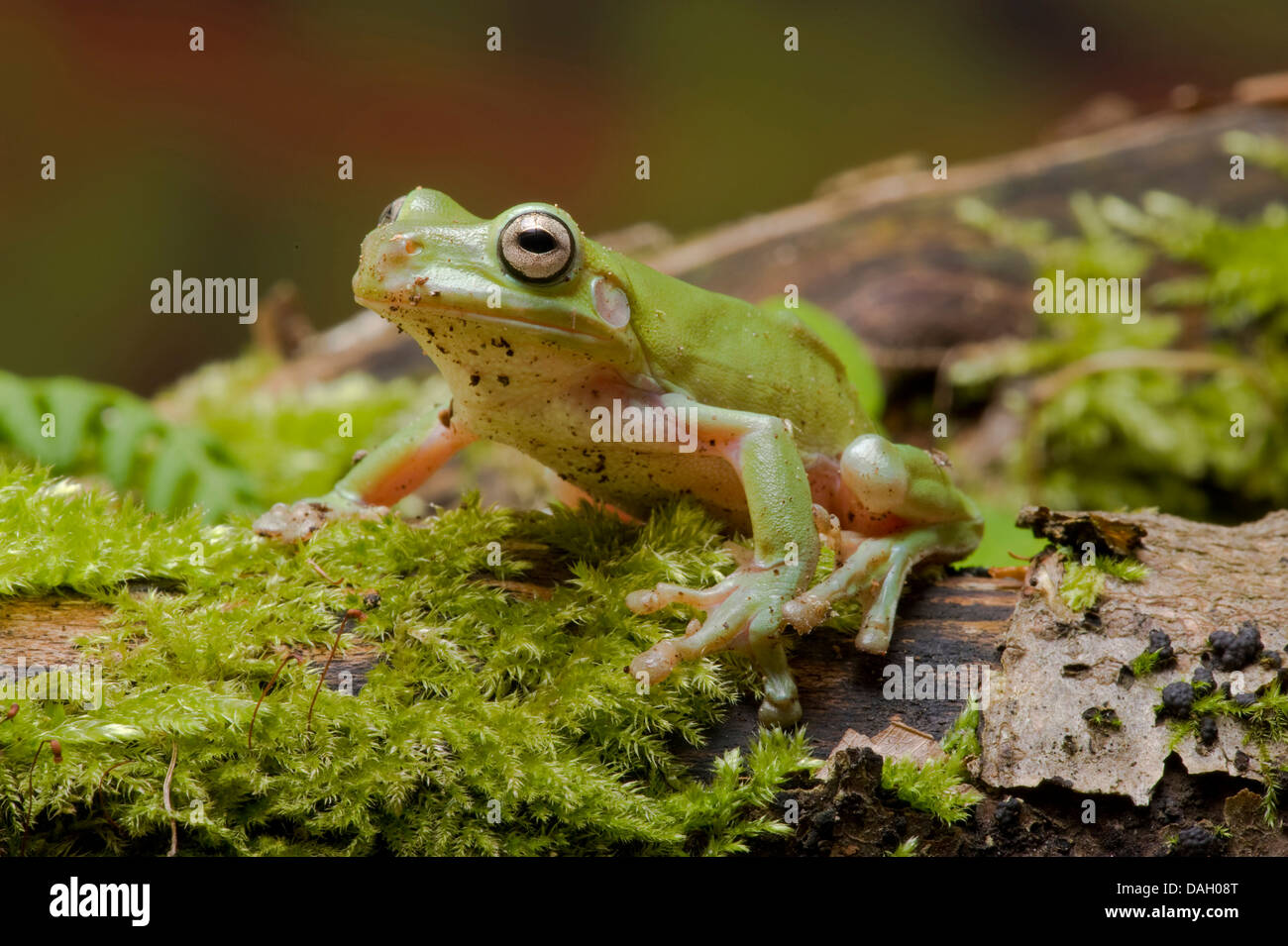 Ranocchio verde bianco Treefrog, Bianco Raganella (Litoria caerulea, Hyla caerulea, Pelodryas caerulea), sul ramo di muschio Foto Stock