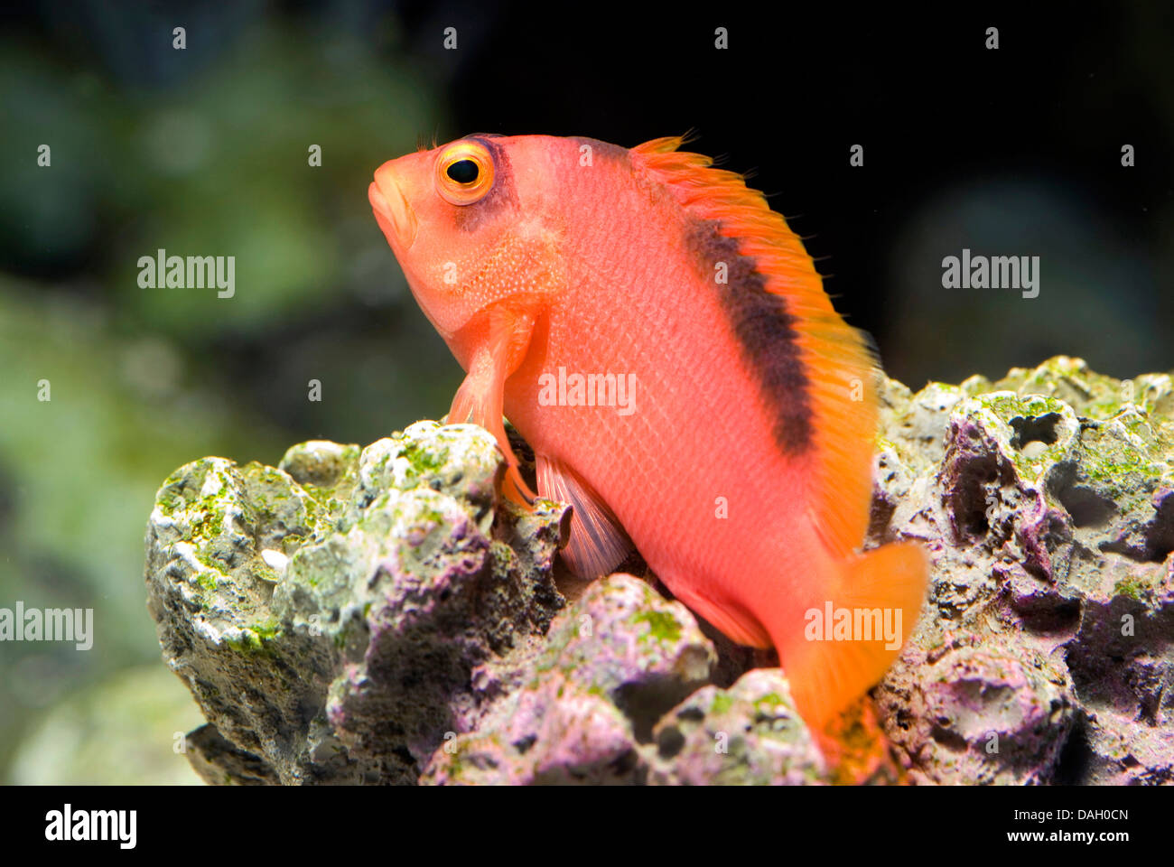 Fiamma hawkfish, rosso brillante hawkfish (Neocirrhites armatus), sul fondo di un acquario Foto Stock