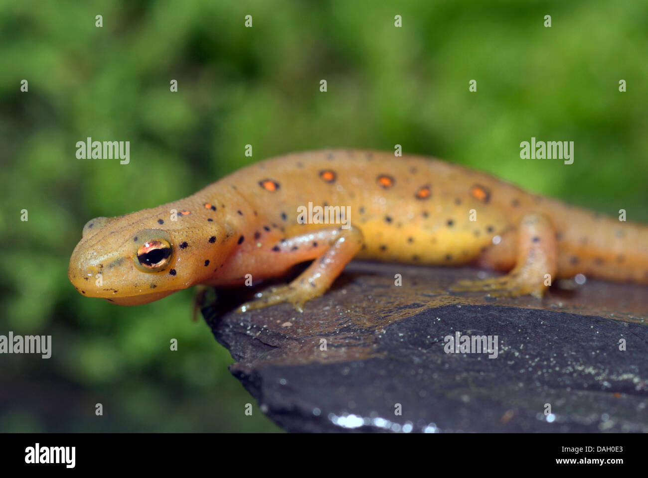 Eft, pezzata di rosso newt, rosso eft, orientale newt (Notophthalmus viridescens), ritratto Foto Stock