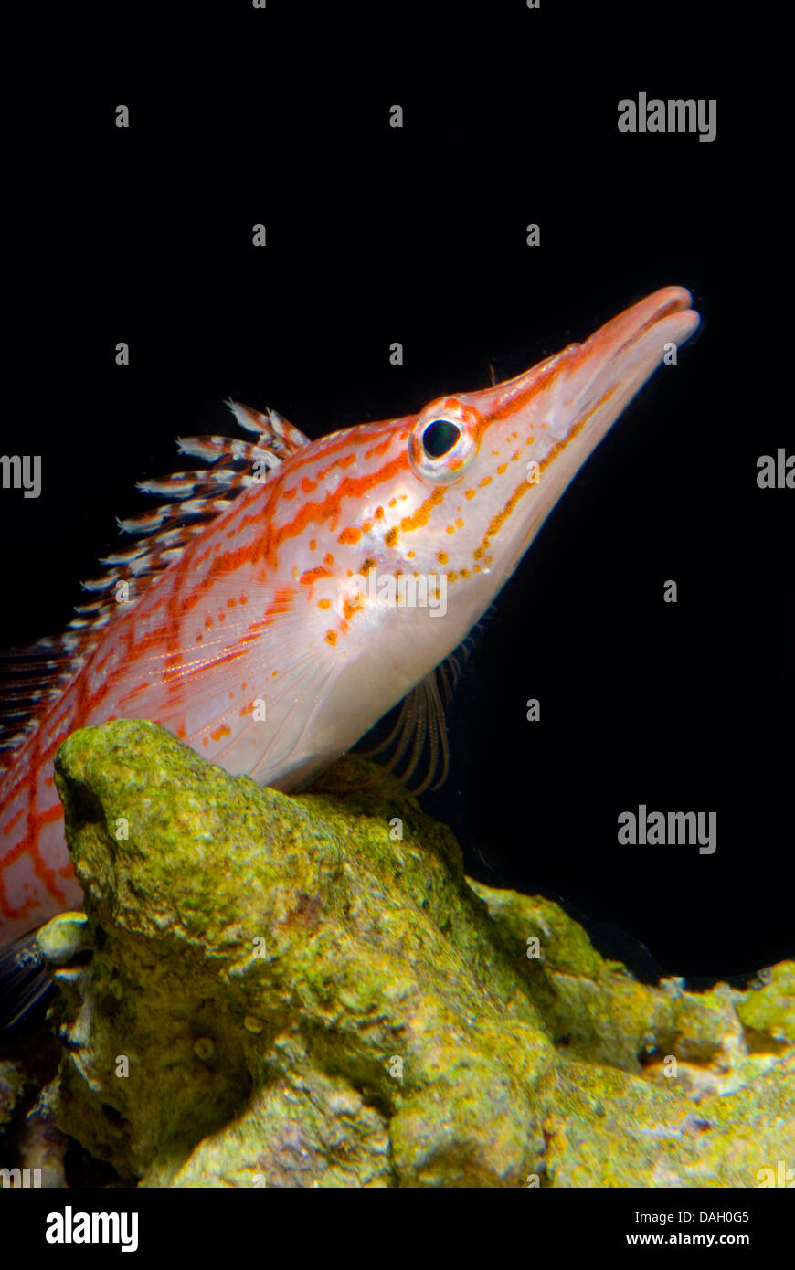 A becco lungo, hawkfish longnose hawkfish (Oxycirrhites typus), ritratto Foto Stock