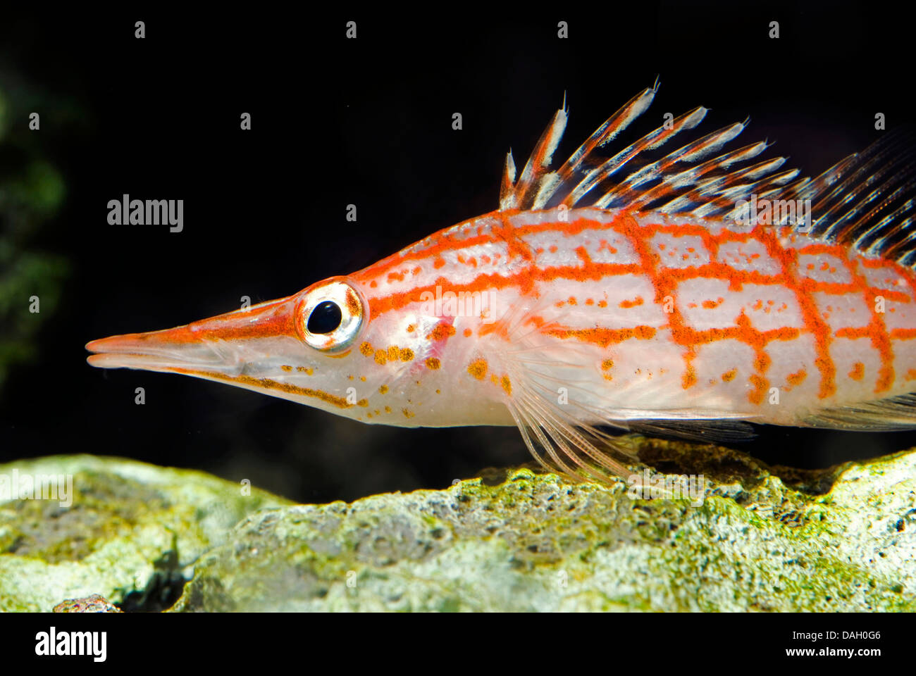 A becco lungo, hawkfish longnose hawkfish (Oxycirrhites typus), ritratto Foto Stock
