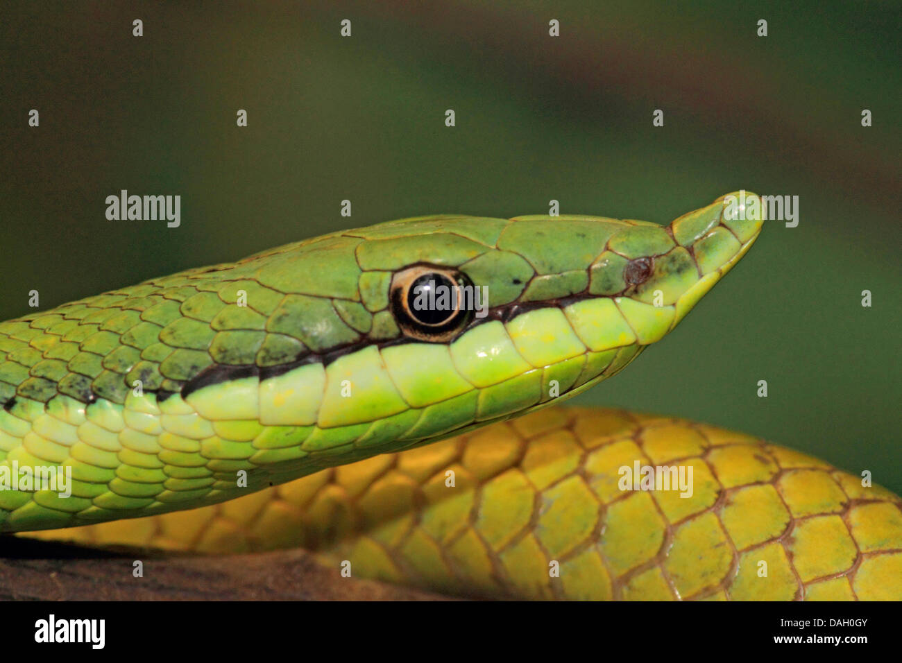 Argentini a becco lungo serpente ad albero (Philodryas baroni), ritratto Foto Stock