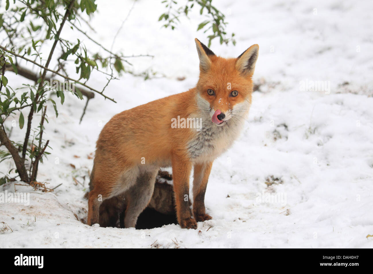 Red Fox (Vulpes vulpes vulpes), in piedi nella neve all'entrata della sua tana, Germania Foto Stock