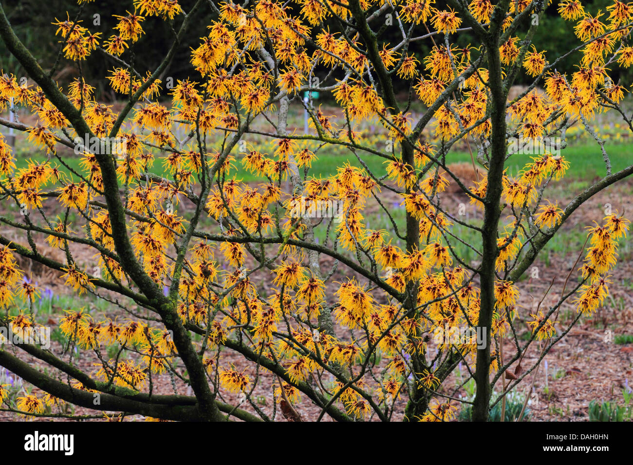 Giapponese amamelide (Hamamelis japonica), fioritura Foto Stock