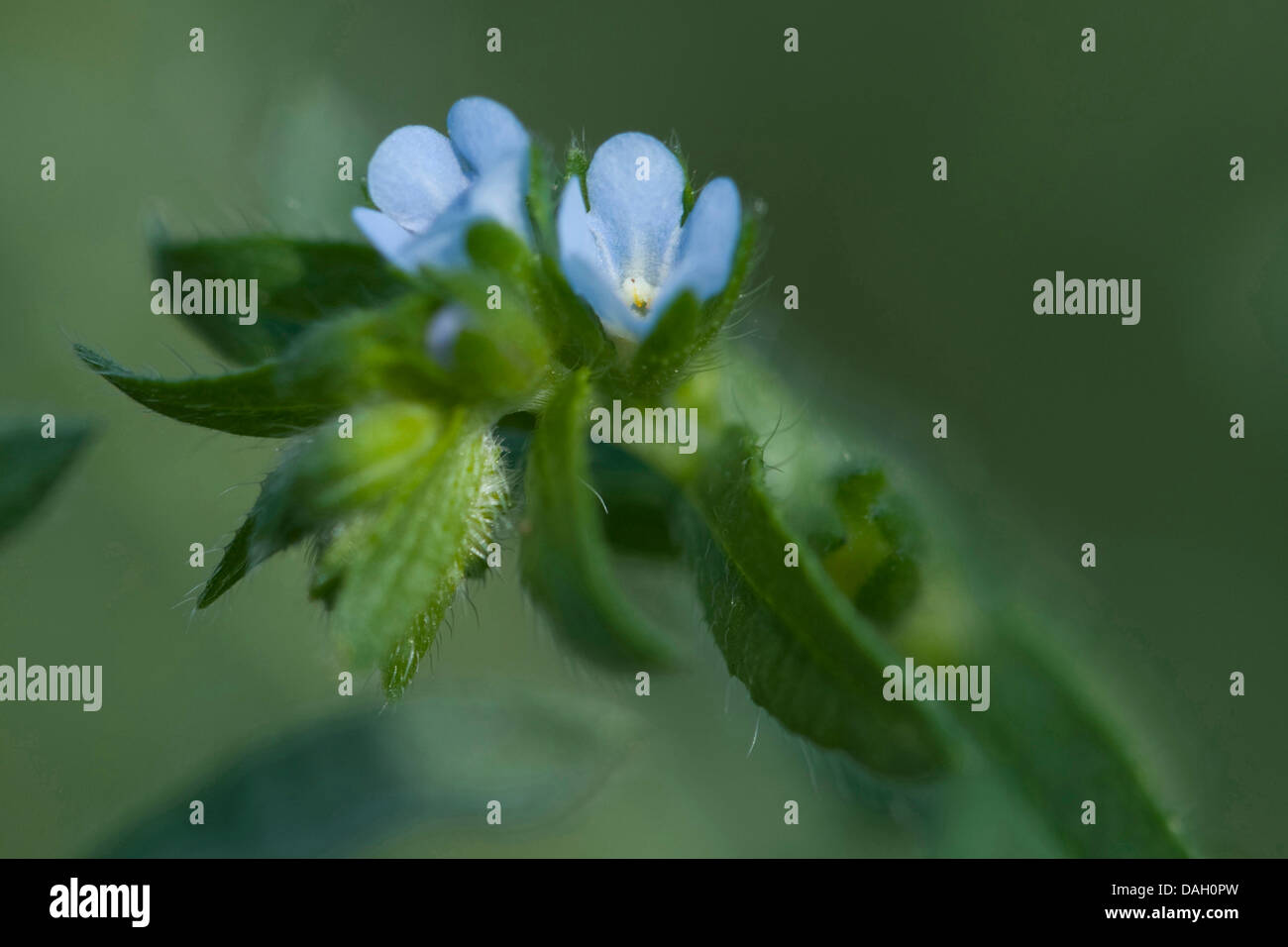 Bur dimenticare-me-non, ispido stickseed (Lappula squarrosa), infiorescenza, Germania Foto Stock