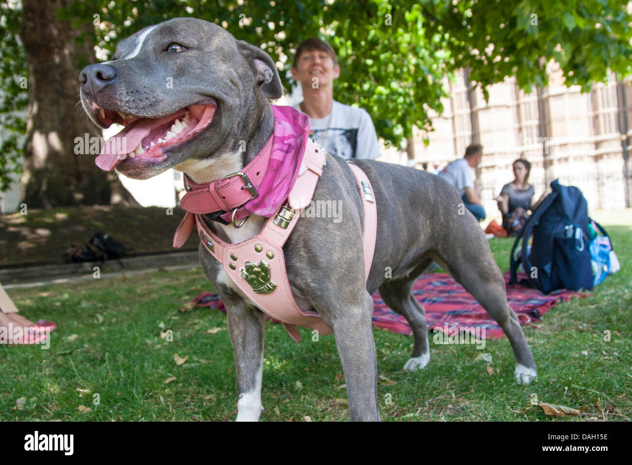 Londra, Regno Unito. 13 luglio 2013. Kuwallah, un blu brindle staffy segue gli sviluppi a una protesta contro la razza una legislazione specifica per i cosiddetti cani pericolosi. Credito: Paolo Davey/Alamy Live News Foto Stock