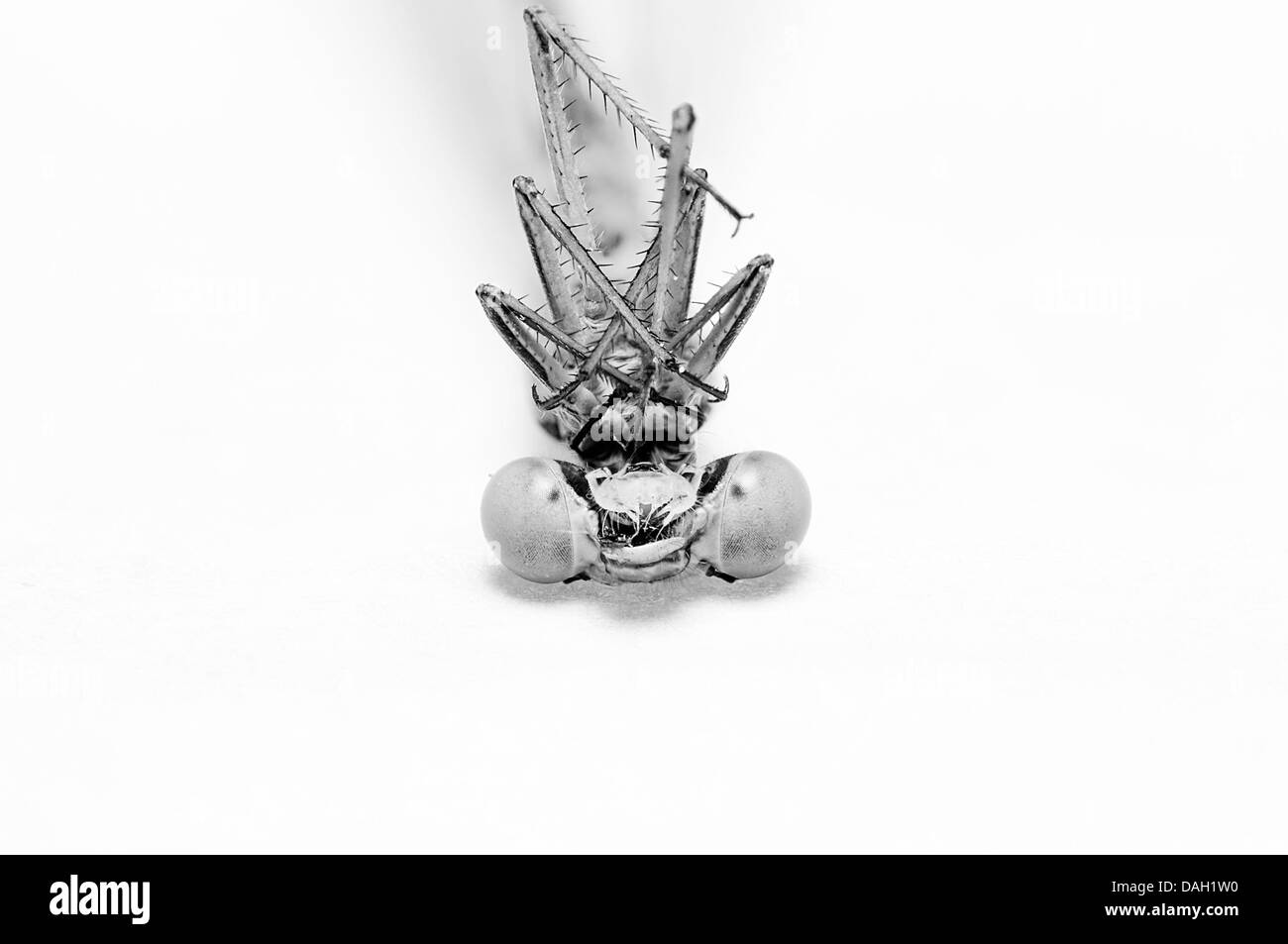 Un'immagine di macro di un bug Foto Stock