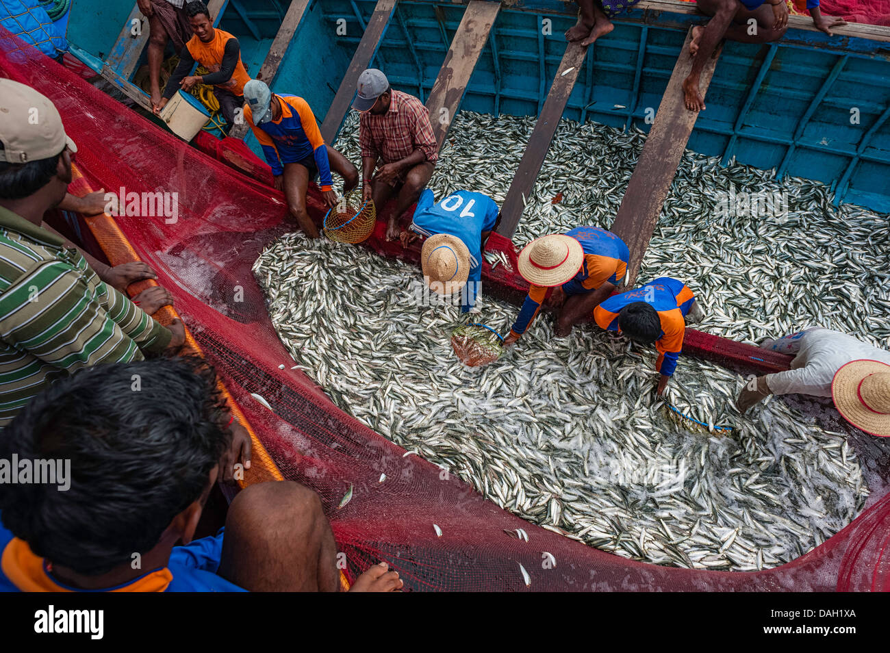 Cala di pescatori in una cattura di sardine spegnere il Malabar costa vicino Kannur, Kerala, India. Foto Stock