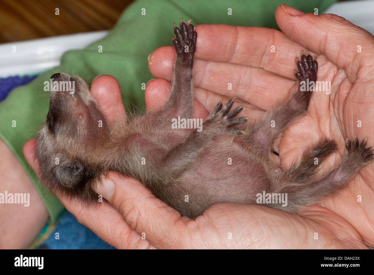 Procione comune (Procione lotor), orpaned giovane animale da allevamento umano, Germania Foto Stock