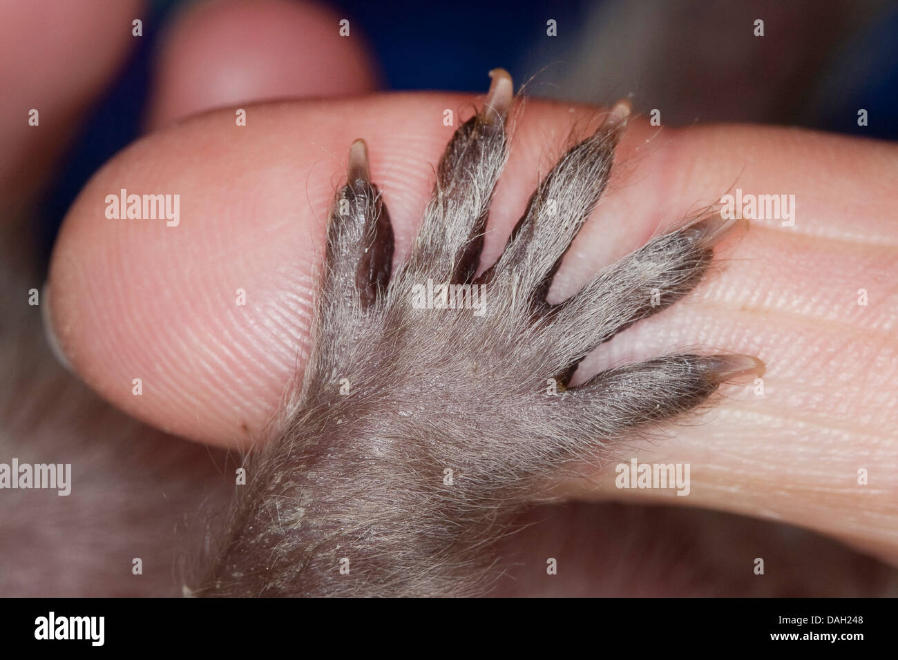Procione comune (Procione lotor), zampata di orfani di un giovane animale su un dito, Germania Foto Stock