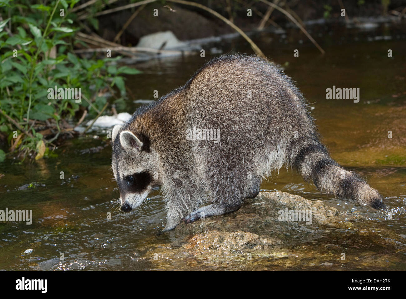 Procione comune (Procione lotor), 4 mesi raccolta maschio prima esperienza con l'elemento acqua, Germania Foto Stock