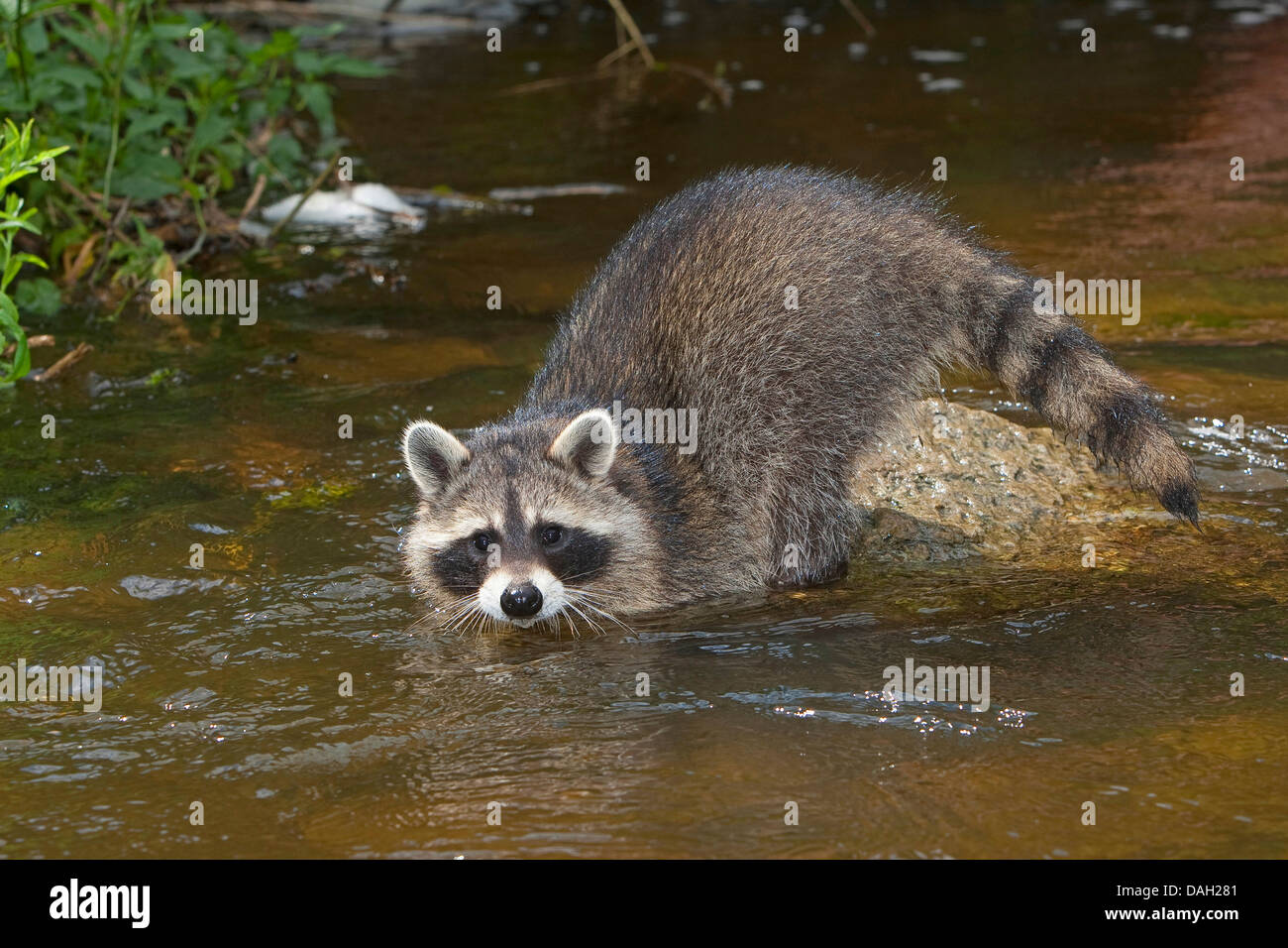 Procione comune (Procione lotor), 4 mesi raccolta maschio prima esperienza con l'elemento acqua, Germania Foto Stock