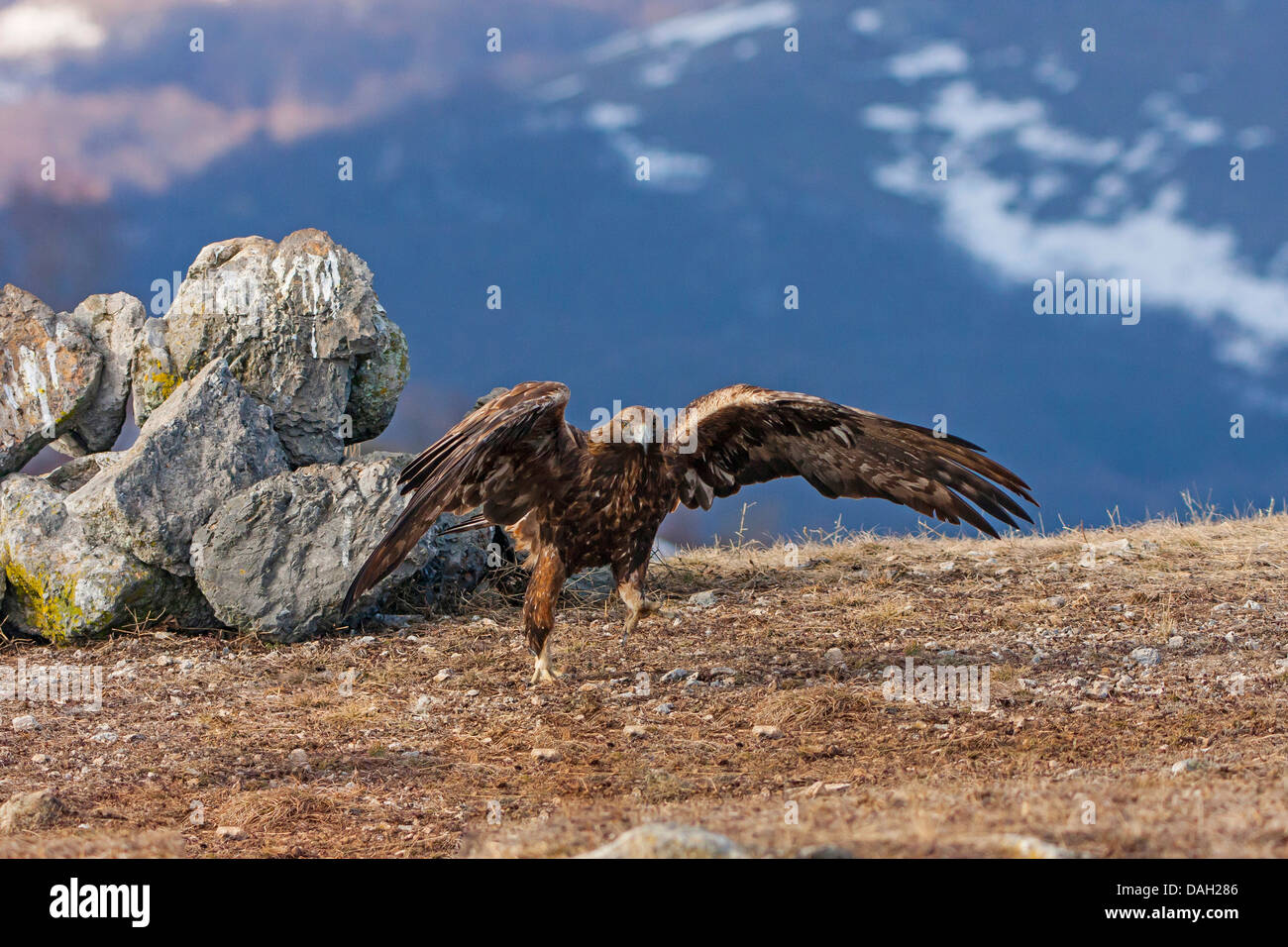 Aquila reale (Aquila chrysaetos), lo sbarco a terra, Bulgaria, Sredna Gora, Sliven Foto Stock