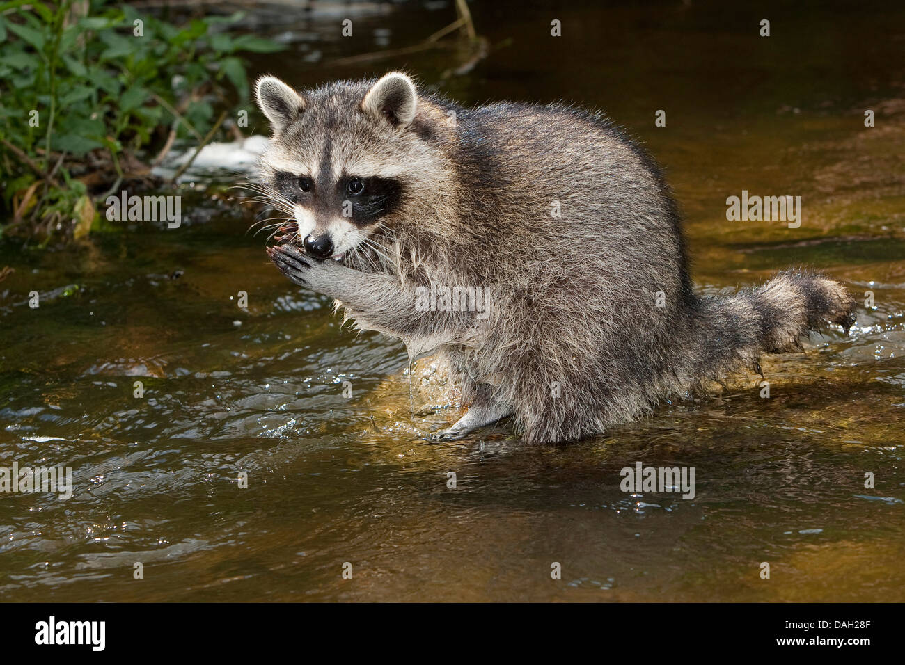 Procione comune (Procione lotor), 4 mesi raccolta maschio prima esperienza con l'elemento acqua, Germania Foto Stock