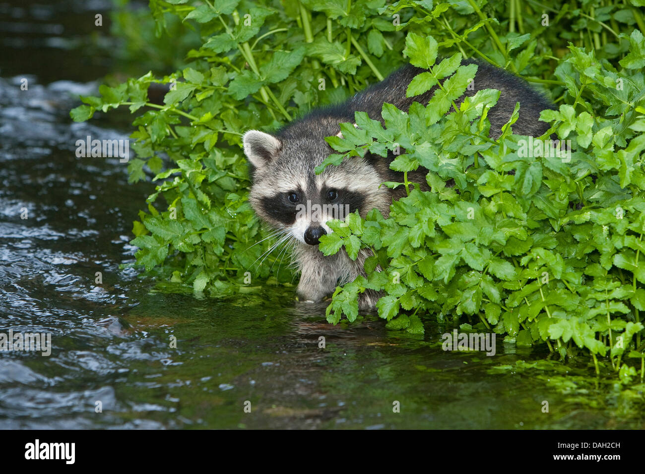 Procione comune (Procione lotor), 5 mesi maschio brooksides a piedi, Germania Foto Stock