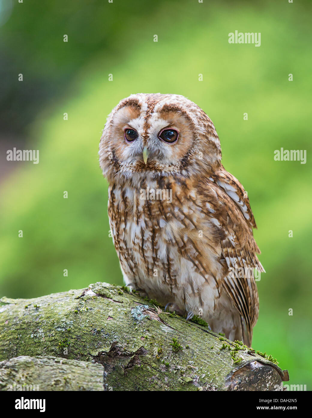 Allocco (Strix aluco) seduto su una pila di registro, Hampshire, Regno Unito Foto Stock