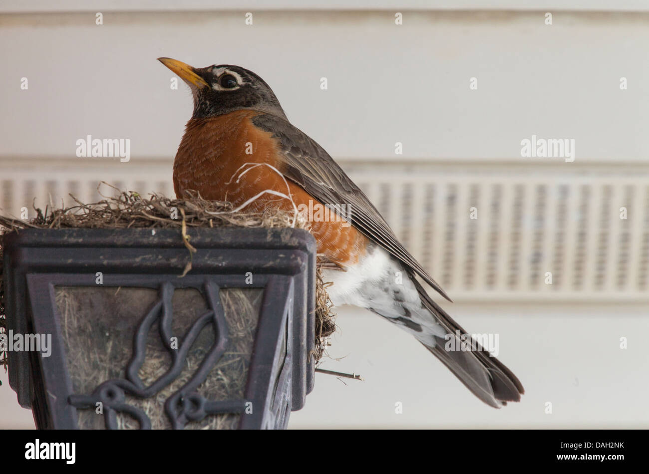 Un maschio Canadia robin appollaiato su un nido costruito in un abbandonato la scatola luminosa in procvince del Québec in Canada. Foto Stock