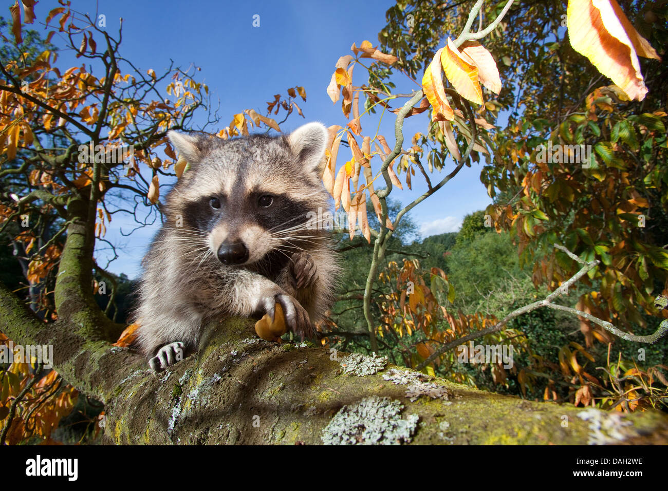 Procione comune (Procione lotor), sei mese oldmale arrampicata su un albero, Germania Foto Stock