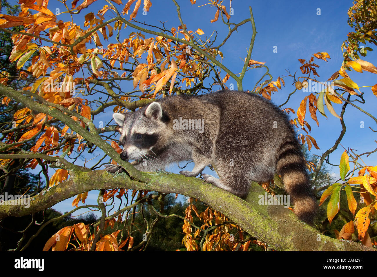 Procione comune (Procione lotor), sei mesi arrampicata maschio su un albero, Germania Foto Stock