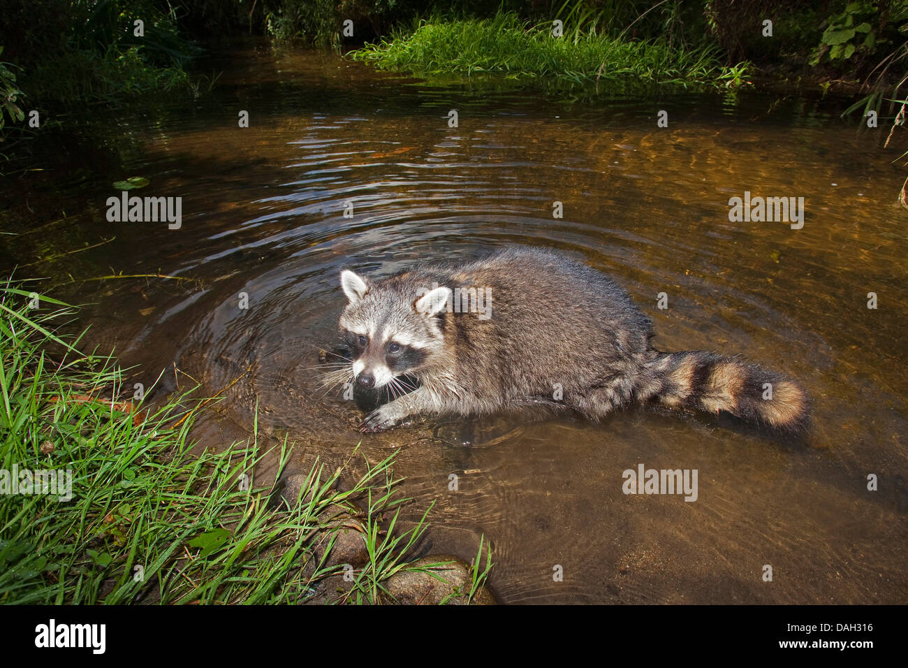 Procione comune (Procione lotor), sei mesi di balneazione maschio, Germania Foto Stock