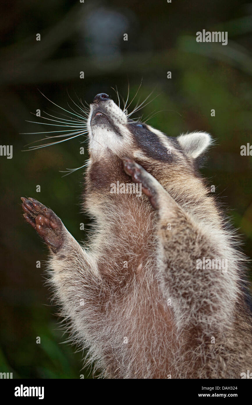 Procione comune (Procione lotor), sei mesi maschio Vecchio seduto e mendicando, Germania Foto Stock