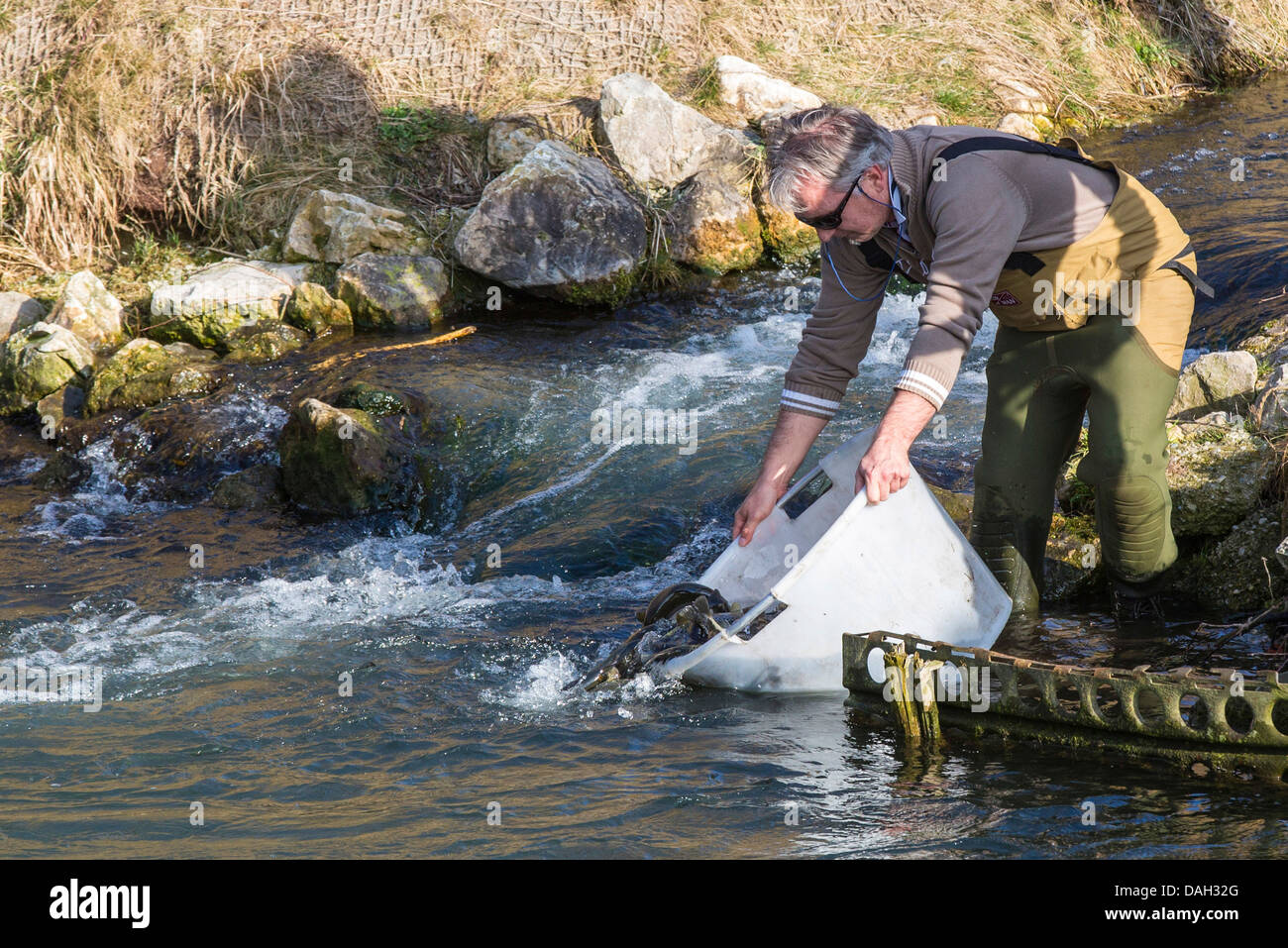La trota fario trota di fiume, trota di fiume (Salmo trutta fario), il rilascio di pesci adulti in un ruscello per sostenere la popolazione, in Germania, in Baviera Foto Stock