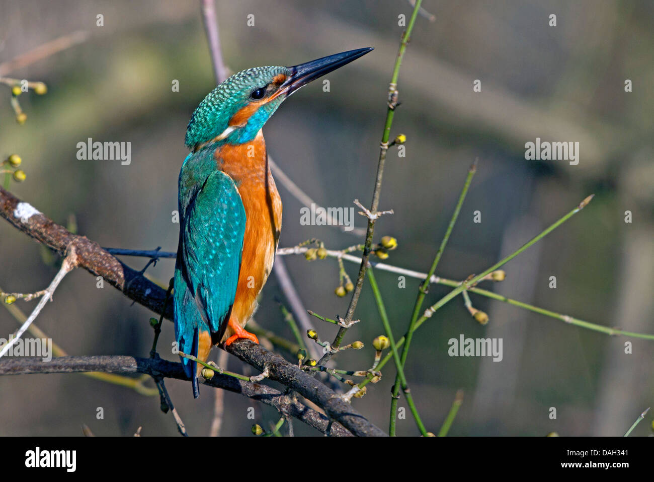 Fiume kingfisher (Alcedo atthis), maschio, eretto nel congelamento, in Germania, in Baviera, Isental Foto Stock