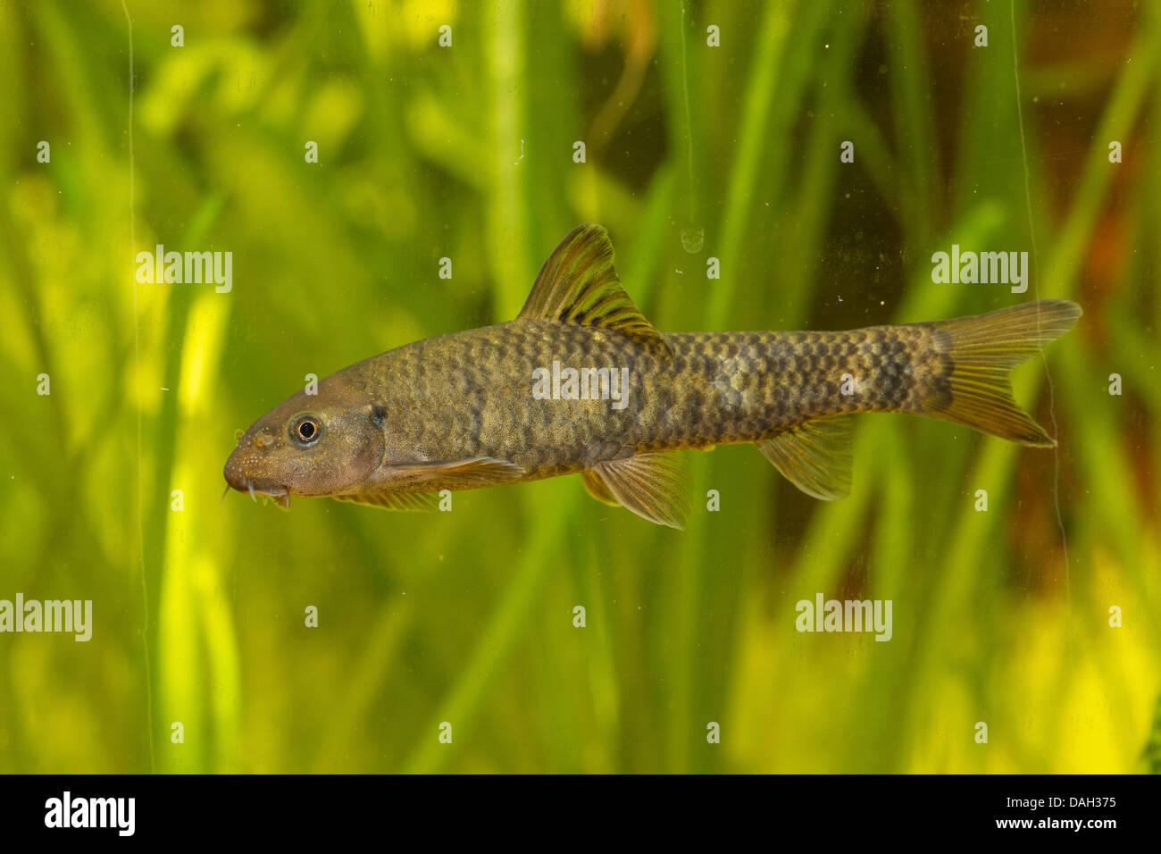 Doctor Fish (Garra Rufa), piscina di fronte a impianti di acqua Foto Stock