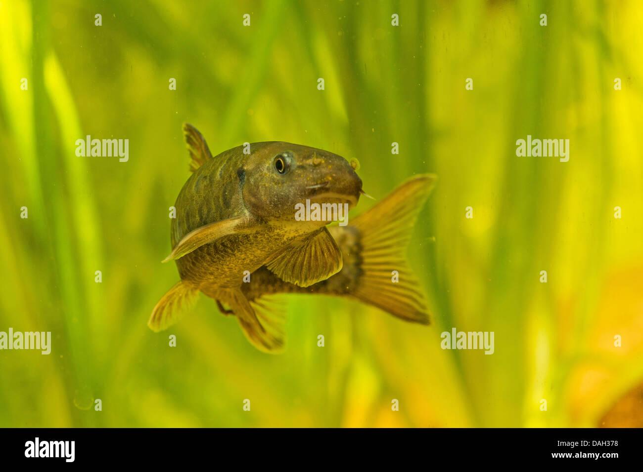 Doctor Fish (Garra Rufa), piscina di fronte a impianti di acqua Foto Stock