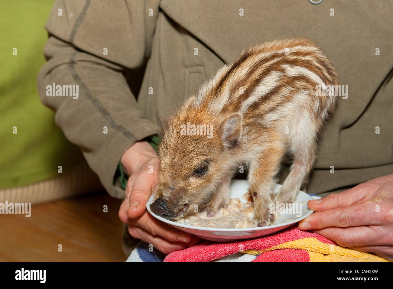 Il cinghiale, maiale, il cinghiale (Sus scrofa), orfano di tame runt rusk di alimentazione da una piastra sul grembo di una persona, Germania Foto Stock Il cinghiale, maiale, il cinghiale (Sus scrofa), orfano di tame runt rusk di alimentazione da una piastra sul grembo di una persona, Germania Foto Stock
